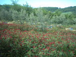 ingrandisci