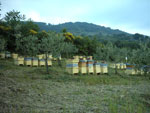 ingrandisci